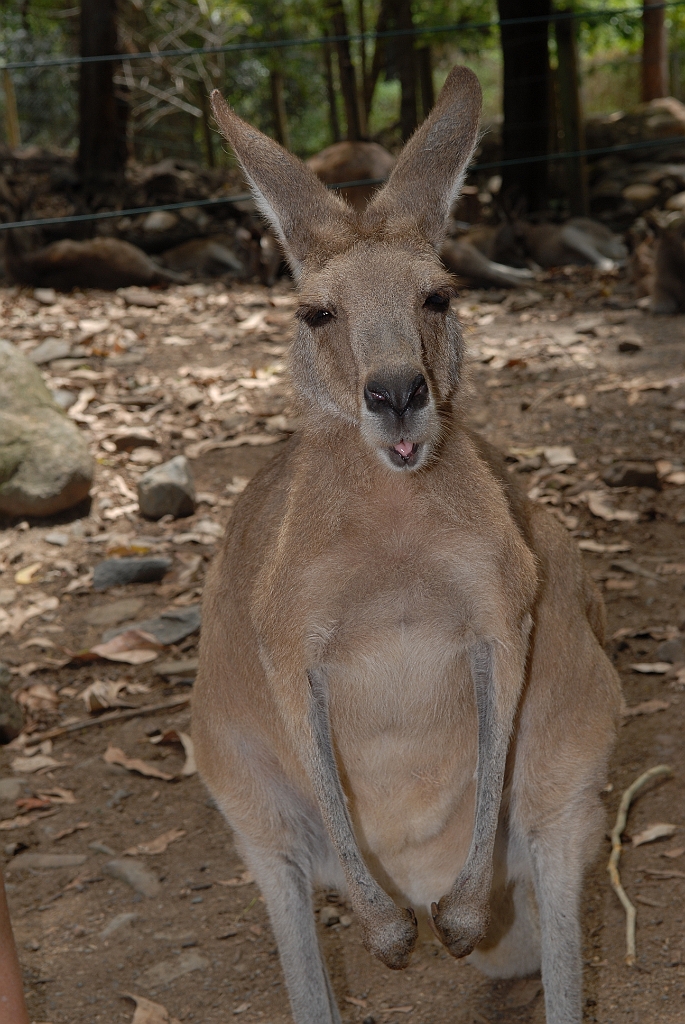 0086 Cairns Tropical Zoo.jpg